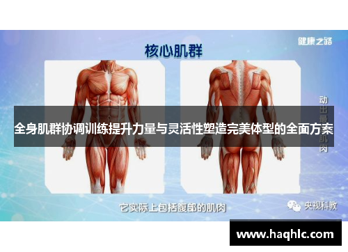 全身肌群协调训练提升力量与灵活性塑造完美体型的全面方案